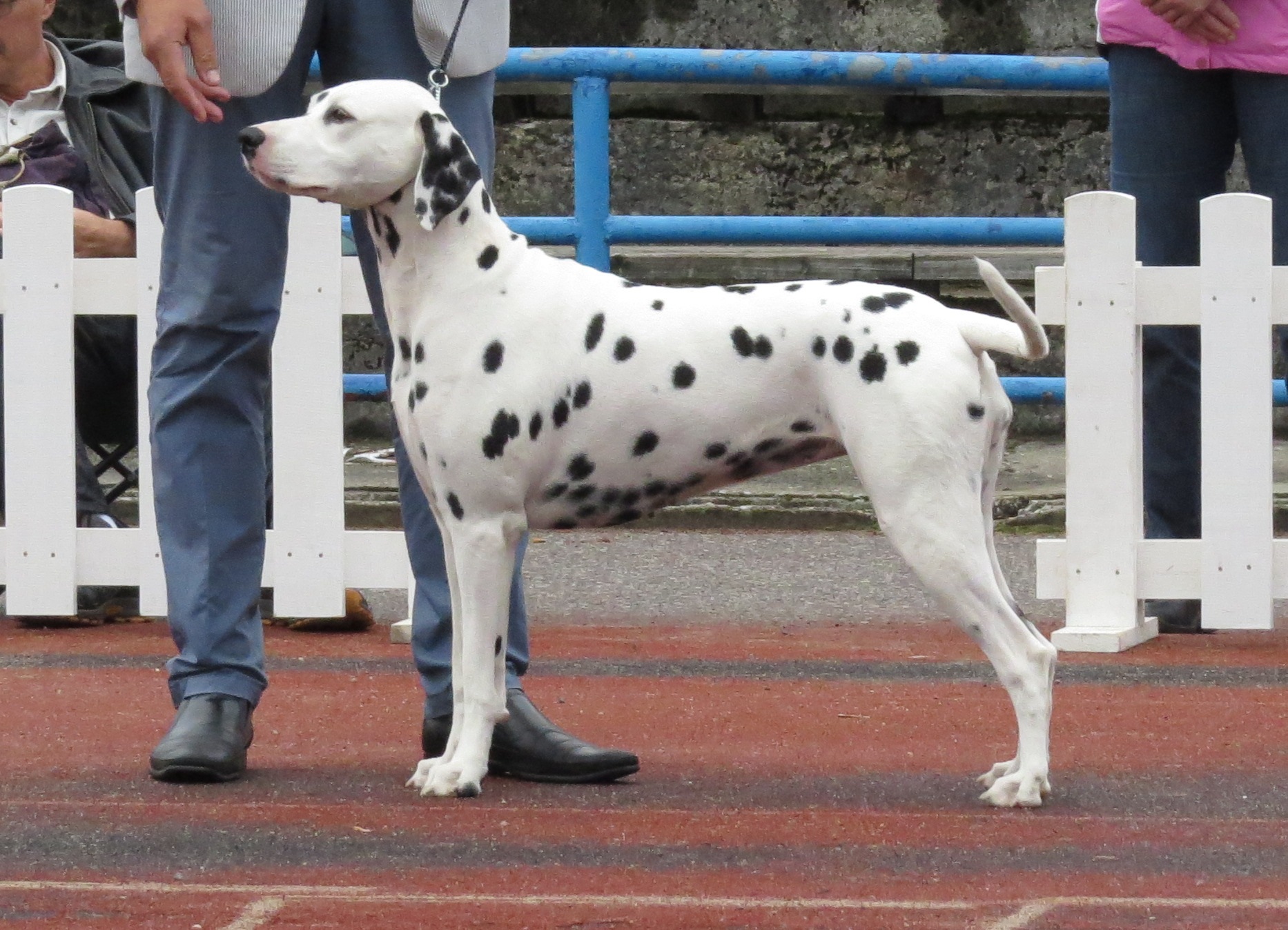 Cane